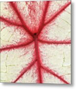 Red Veins Of A Coleus Plant Metal Print