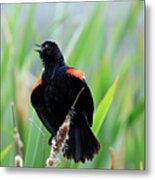 Red-winged Blackbird At Miner's Marsh, Nova Scotia Metal Print
