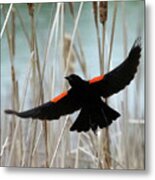 Red-winged Blackbird I Metal Print