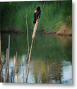 Red Winged Blackbird Metal Print