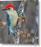 Redbellied Woodpecker Metal Print