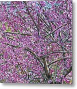 Redbud Tree Metal Print