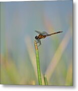 Reddish Dragonfly On A Grassy Blue Background Metal Print