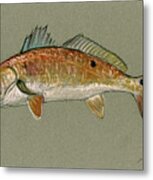 Redfish Watercolor Painting Metal Print