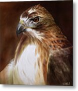 Redtailed Hawk Portrait Metal Print