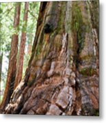 Redwood Mountain Grove Giant Sequoia Portrait Metal Print