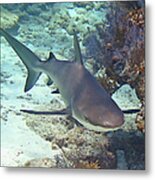 Reef Shark 2 Metal Print