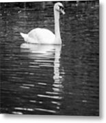 Reflection Of A White Swan 2 Metal Print