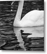Reflection Of A White Swan Metal Print