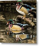 Reflections Of You And Me Wildlife Art By Kaylyn Franks Metal Print