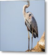 Regal Great Blue Heron Metal Print