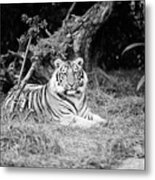 Regal Mike - Bw Metal Print