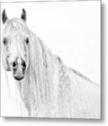 Regal Metal Print