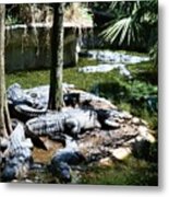 Relaxing In The Swimming Hole Metal Print