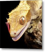Reptile Close Up With Tongue Metal Print