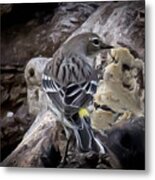 Yellow Rumped Warbler Metal Print