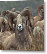 Resting Rams In Widescape Metal Print