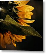 Reticent Sunflower Metal Print