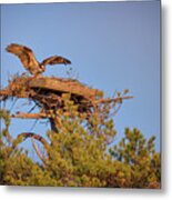 Returning To The Nest Metal Print