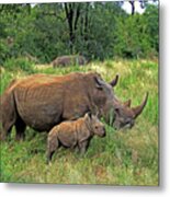 Rhinoceros Metal Print