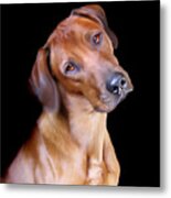 Rhodesian Ridgeback Metal Print