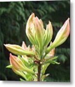 Rhododendron Bloom Opening To Sunlight Metal Print