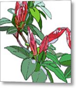 Rhododendron Buds Metal Print