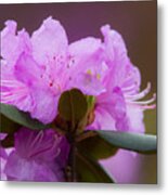 Rhododendron Metal Print