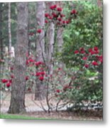 Rhododendrons In Lorain County Metal Print