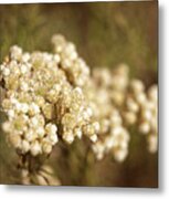 Rice Flower Metal Print