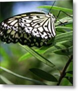 Rice Paper Butterfly - Metal Print