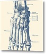 Right Foot Skeletal Diagram - Vintage Anatomy Poster Metal Print