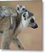 Ring-tailed Lemur Mom And Baby Metal Print
