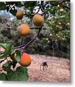 Ripening Apricots And A Dog Metal Print