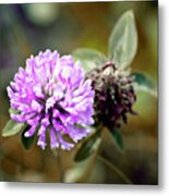 Roadside Clover Metal Print