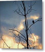 Robin Watching Sunset After The Storm Metal Print