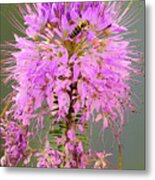 Rocky Mountain Beeplant Cleome Serrulata And Honey Bee Metal Print