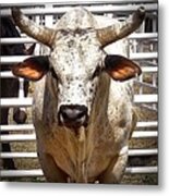 Rodeo Bull Metal Print