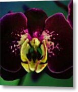 Roger's Orchids One Metal Print