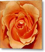 Romantic Rose Metal Print