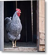 Rooster With Attitude Metal Print