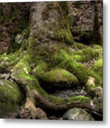 Roots Along The River Metal Print