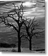 Roots In Black And White Metal Print