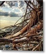 Roots Metal Print