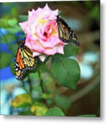 Rose And Butterflies Metal Print