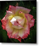 Rose From Mable Ringling's Garden Metal Print