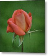 Rose In Bloom Metal Print