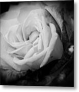 Rose In Full Bloom Metal Print
