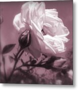 Rose In Rose Metal Print