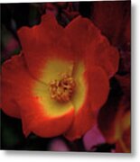 Rose Metal Print